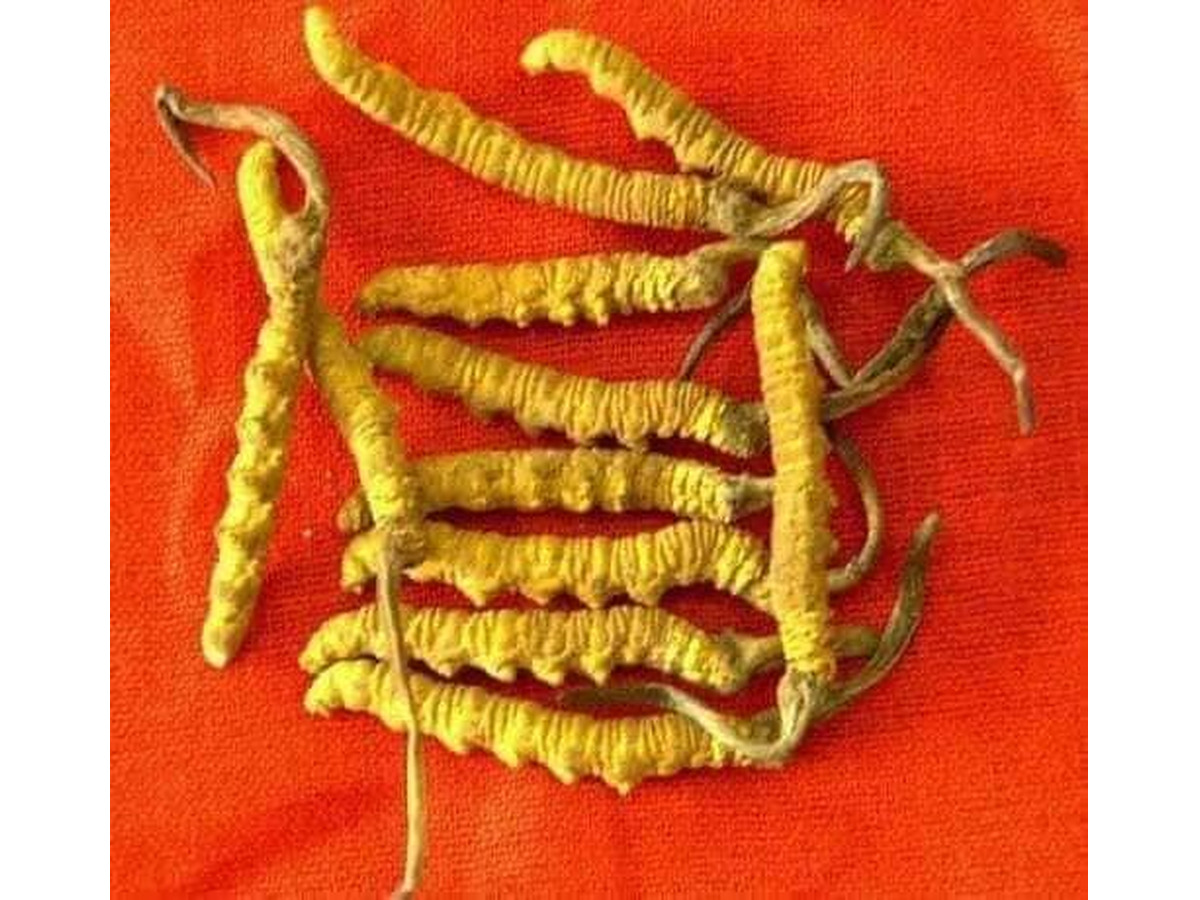 Jumla House Kathmandu District Nepal's Best