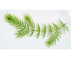 Live aquarium plant Hornwort
